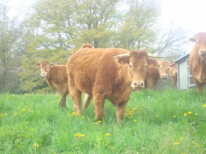 troupeau limousin au paturage