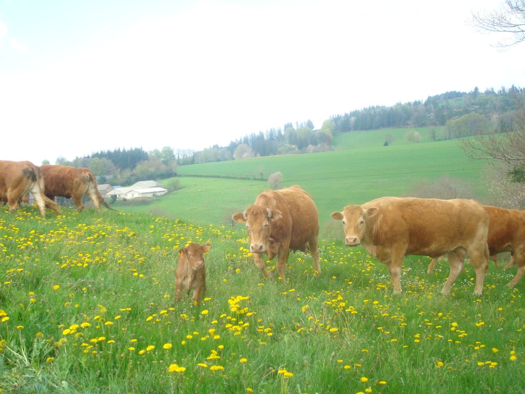 la famille au paturage