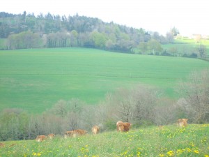 dsc01356 Notre troupeau de limousines au coeur du Lagast