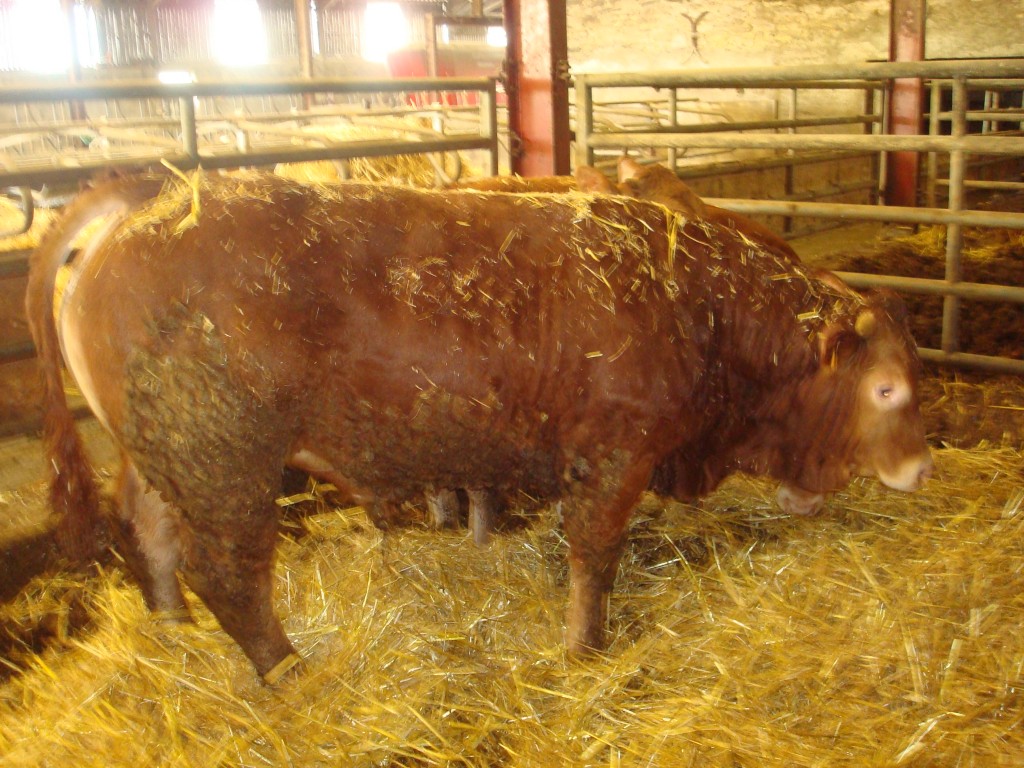 veau mâle de 450kg 