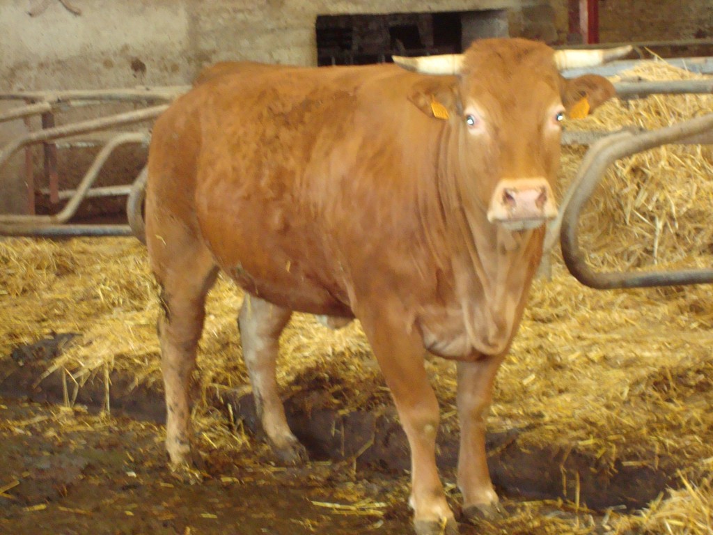 dsc01364 boeuf de 4 ans pesant 800kg