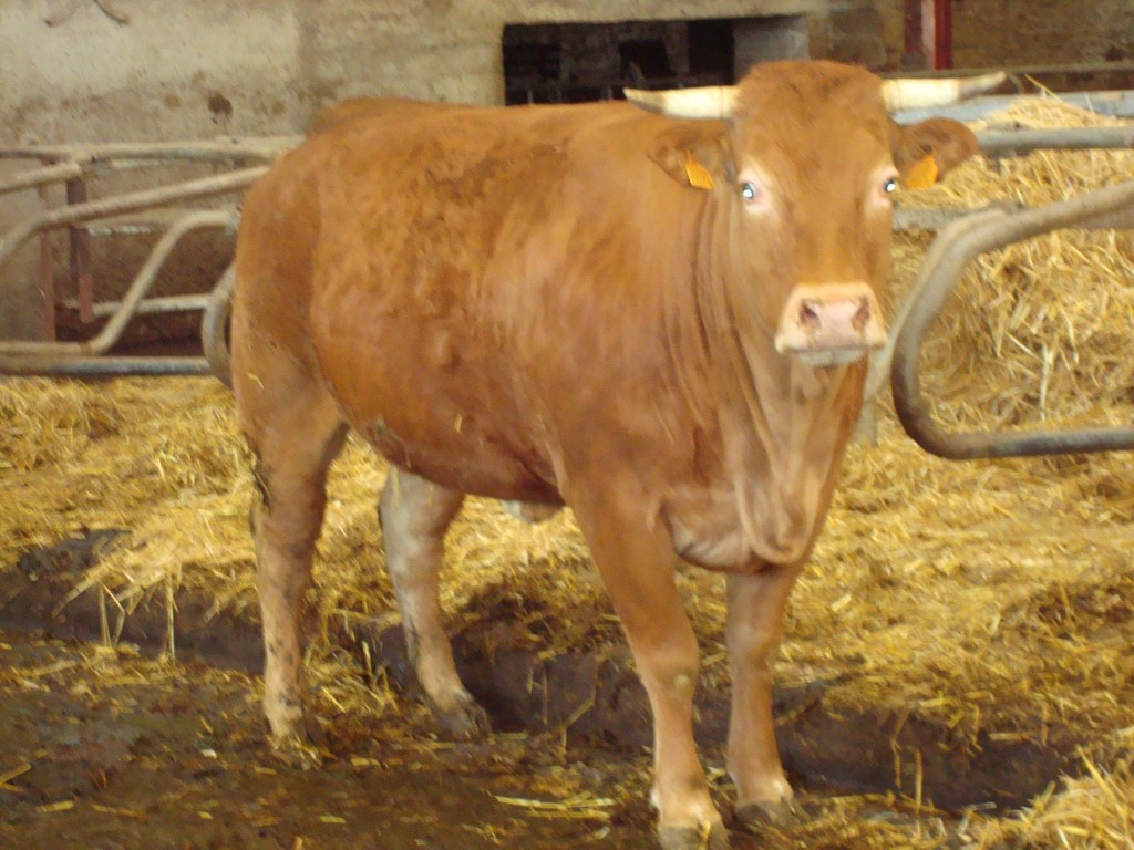 boeuf de 4 ans pesant 800kg