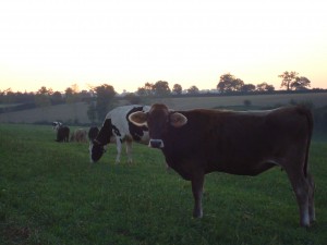 Vaches laitères de race brune et holstein, à l'aurore au parurage